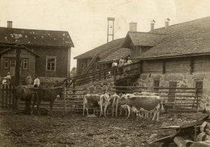 Takana on talo, oikealla kivijalkainen navetta ja niiden edessä pihalla karjaa.