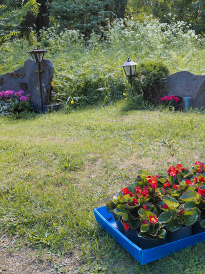 Hautakivien edessä nurmikolla on laatikollinen kesäkukkia istutusta odottamassa.