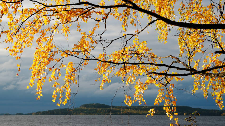 Järvellä nousee syksyn synkät pilvet, etualalla aurinko paistaa rannalla olevan koivun ruskan keltaisiin lehtiin.
